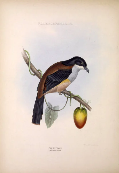 Illustratie Van Exotische Vogels Geslachten Van Vogels Londen 1849 — Stockfoto