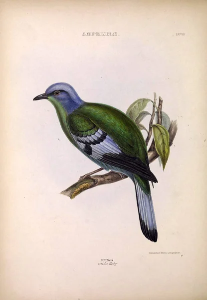 Illustratie Van Exotische Vogels Geslachten Van Vogels Londen 1849 — Stockfoto