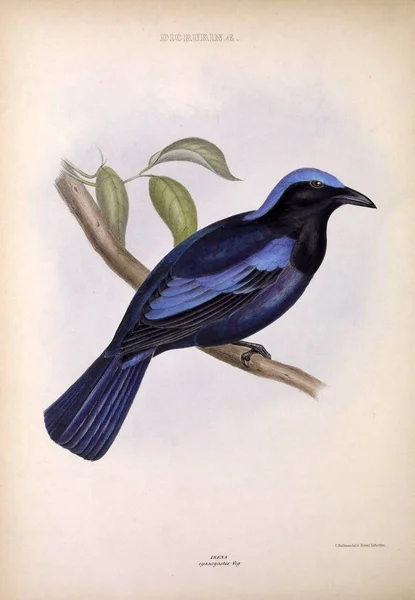 Egzotik Kuş Illustration Cins Kuşların Londra 1849 — Stok fotoğraf