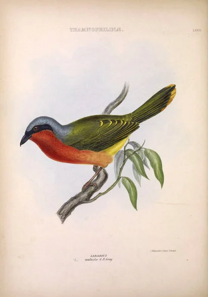 Illustration Exotischer Vögel Die Gattungen Der Vögel London 1849 — Stockfoto