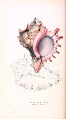 Londra 1832-1833 kabukları zooloji illüstrasyonlar veya özgün resmi rakamlar