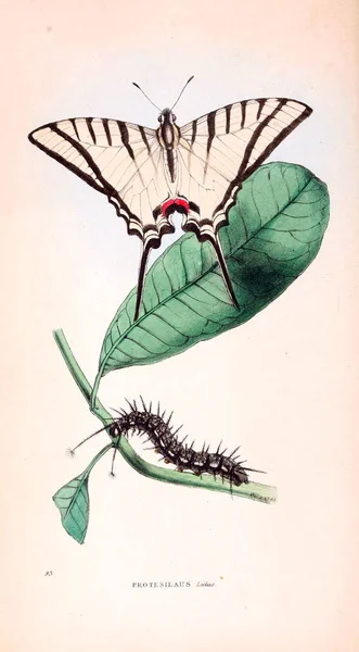 Иллюстрация Бабочки Зоологические Иллюстрации Оригинальные Цифры Лондон 1832 1833 — стоковое фото