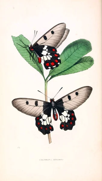 Ilustración Una Mariposa Ilustraciones Zoológicas Figuras Originales Londres 1832 1833 — Foto de Stock