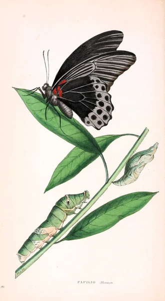 蝴蝶的插图 动物学插图 原始数字伦敦1832 1833 — 图库照片