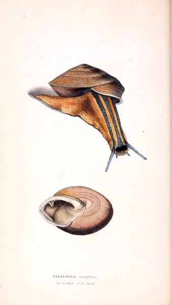 Illustration Snail — Stock Photo, Image