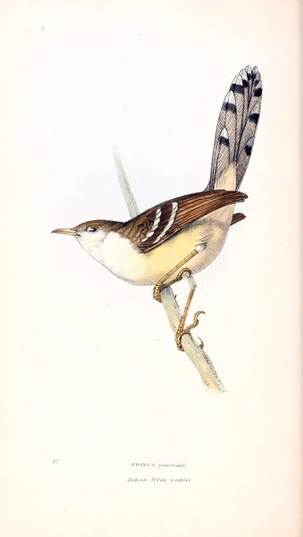 Ilustración Aves Ilustraciones Zoológicas Figuras Originales Londres 1832 1833 — Foto de Stock