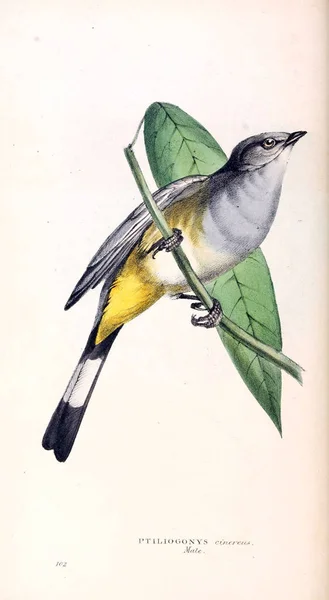 Ilustracja Ptaków Zoologicznych Ilustracje Lub Oryginalne Dane Londyn 1832 1833 — Zdjęcie stockowe