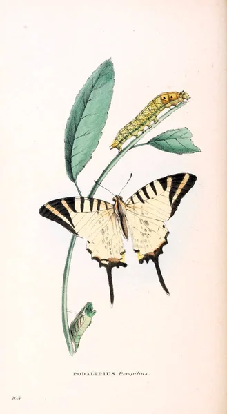 Εικονογράφηση Μιας Πεταλούδας Ζωολογική Εικονογραφήσεις Αρχικές Τιμές Λονδίνου 1832 1833 — Φωτογραφία Αρχείου