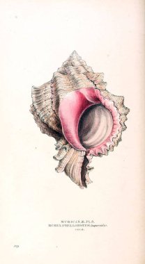 Londra 1832-1833 kabukları zooloji illüstrasyonlar veya özgün resmi rakamlar