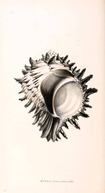 Londra 1832-1833 kabukları zooloji illüstrasyonlar veya özgün resmi rakamlar