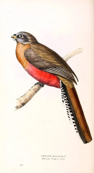 Trogon Ilustracji Ptaków Zoologicznych Ilustracje Lub Oryginalne Dane Londyn 1832 — Zdjęcie stockowe