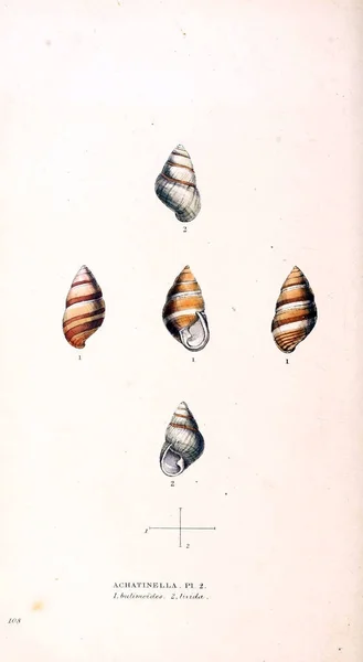Illustrasjon Skall Zoologiske Illustrasjoner Eller Opprinnelige Figurer London 1832 1833 – stockfoto