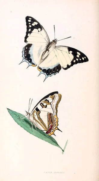 Ilustración Una Mariposa Ilustraciones Zoológicas Figuras Originales Londres 1832 1833 —  Fotos de Stock