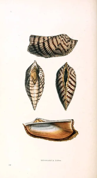 Illustration Shells Zoological Illustrations Original Figures London 1832 1833 — Stock Photo, Image