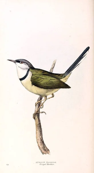 鳥のイラスト 動物のイラストや オリジナル フィギュア ロンドン 1832 1833 — ストック写真