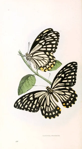 蝶のイラスト 動物のイラストや オリジナル フィギュア ロンドン 1832 1833 — ストック写真