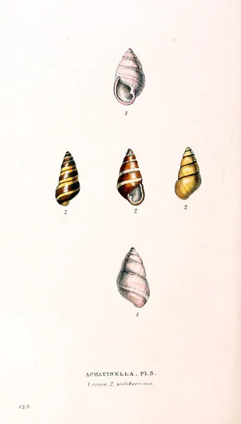 Illustration Von Muscheln Zoologische Illustrationen Oder Originalfiguren London 1832 1833 — Stockfoto