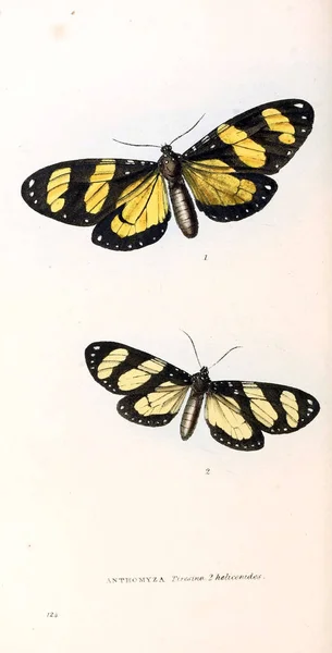 Ilustracja Motyla Zoologicznych Ilustracje Lub Oryginalne Dane Londyn 1832 1833 — Zdjęcie stockowe