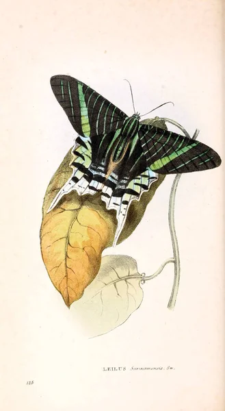 Illustration Papillon Illustrations Zoologiques Chiffres Originaux Londres 1832 1833 — Photo