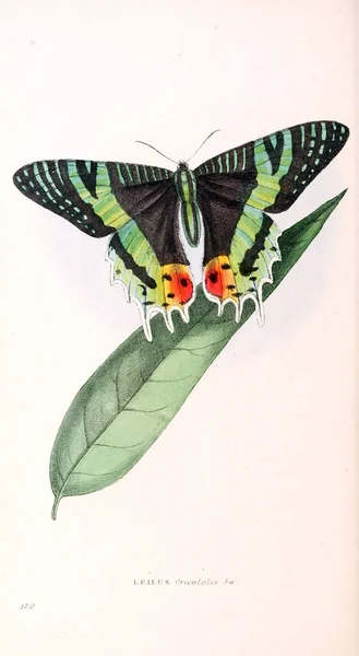 Illustration Papillon Illustrations Zoologiques Chiffres Originaux Londres 1832 1833 — Photo