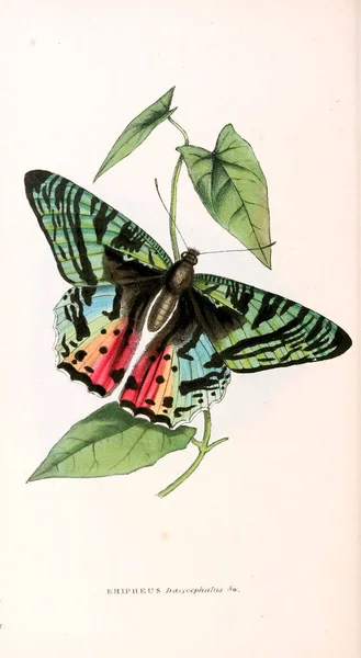 Illustration Fjäril Zoologiska Illustrationer Eller Ursprungliga Siffror London 1832 1833 — Stockfoto