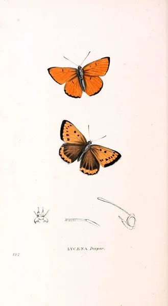 Bir Kelebek Resmi Zooloji Illüstrasyonlar Veya Özgün Rakamlar Londra 1832 — Stok fotoğraf