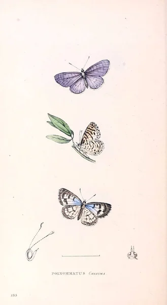 Ilustracja Motyla Zoologicznych Ilustracje Lub Oryginalne Dane Londyn 1832 1833 — Zdjęcie stockowe