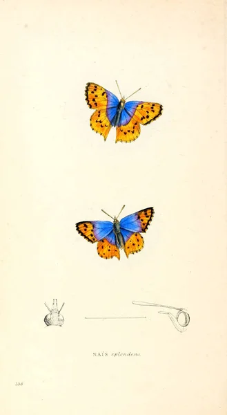 Bir Kelebek Resmi Zooloji Illüstrasyonlar Veya Özgün Rakamlar Londra 1832 — Stok fotoğraf