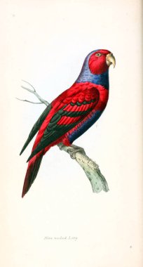 Papağan. Zooloji illüstrasyonlar veya özgün rakamlar Londra 1829