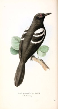 Avrasya magpie. Zooloji illüstrasyonlar veya özgün rakamlar Londra 1829