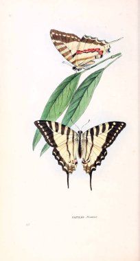 Bir kelebek resmi. Zooloji illüstrasyonlar veya özgün rakamlar Londra 1829