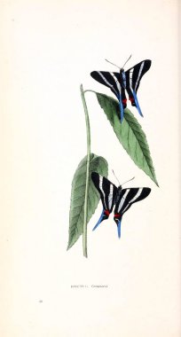 Bir kelebek resmi. Zooloji illüstrasyonlar veya özgün rakamlar Londra 1829