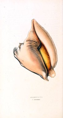 Kabukları Illustration. Zooloji illüstrasyonlar veya özgün rakamlar Londra 1829