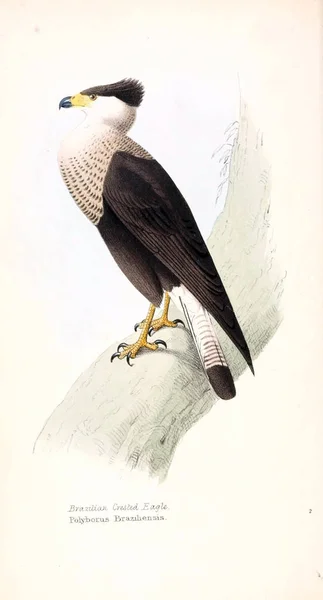 Ilustracja Ilustracje Zoologicznych Ptaków Lub Oryginał Dane Londyn 1829 — Zdjęcie stockowe