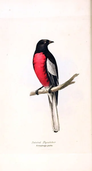 Illustration Birds Zoological Illustrations Original Figures London 1829 — Stock Photo, Image