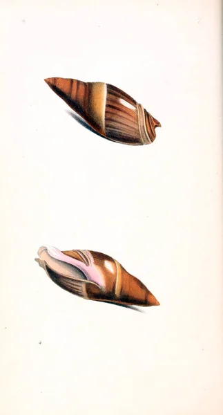 Kabukları Illustration Zooloji Illüstrasyonlar Veya Özgün Rakamlar Londra 1829 — Stok fotoğraf