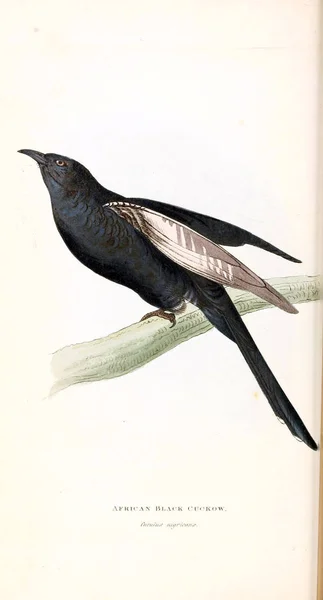 Illustration Birds Zoological Illustrations Original Figures London 1829 — Stock Photo, Image