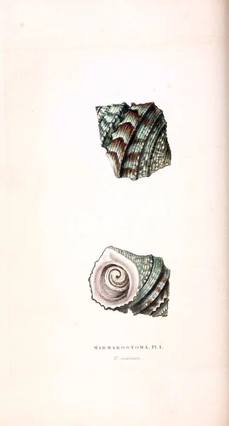 Illustration Coquillages Illustrations Zoologiques Chiffres Originaux Londres 1829 — Photo