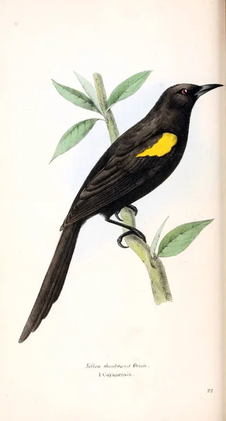 Иллюстрация Птиц Зоологические Иллюстрации Оригинальные Цифры Лондон 1829 — стоковое фото