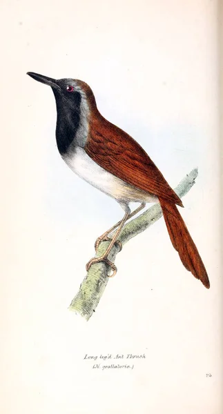 Illustratie Vogels Zoological Illustraties Origineel Cijfers Londen 1829 — Stockfoto