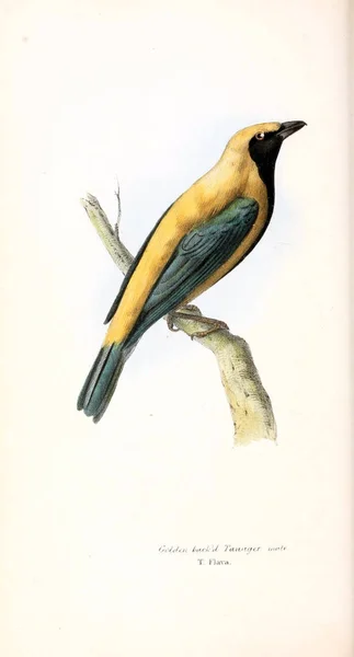 Tanager Occidental Illustration Oiseaux Illustrations Zoologiques Chiffres Originaux Londres 1829 — Photo