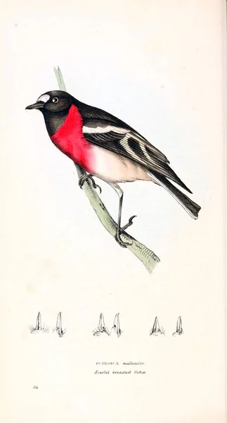 Rose Robin Petroica Rosea Illustration Oiseaux Illustrations Zoologiques Chiffres Originaux — Photo