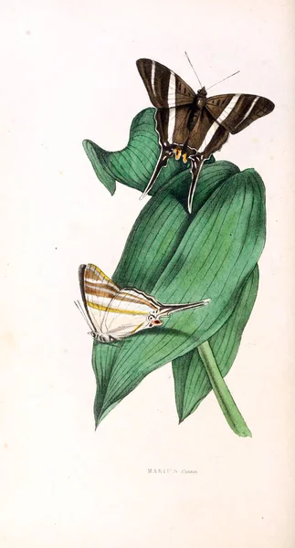 Illusztráció Egy Pillangó Zoológiai Illusztrációk Eredeti Számok London 1829 — Stock Fotó