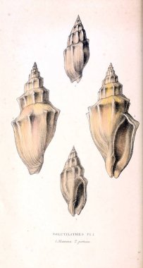 Kabukları Illustration. Zooloji illüstrasyonlar veya özgün rakamlar Londra 1829