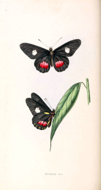 Zooloji illüstrasyonlar veya özgün rakamlar Londra 1829