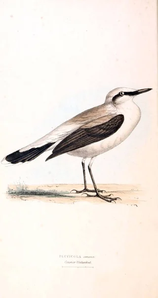 Illustratie Van Vogels Zoölogische Illustraties Oorspronkelijke Cijfers Londen 1829 — Stockfoto