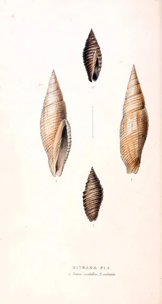 Illustrazione Delle Conchiglie Illustrazioni Zoologiche Figure Originali Londra 1829 — Foto Stock