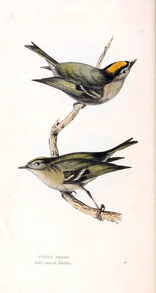 鳥のイラスト 動物のイラストや オリジナル フィギュア ロンドン 1829 — ストック写真