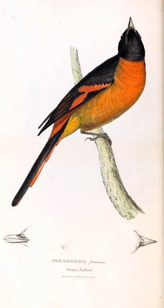 Kuş Illustration Zooloji Illüstrasyonlar Veya Özgün Rakamlar Londra 1829 — Stok fotoğraf