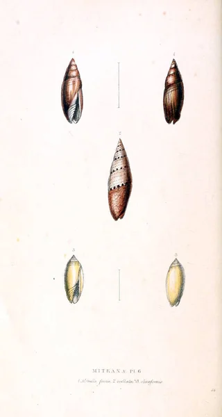 Illustration Coquillages Illustrations Zoologiques Chiffres Originaux Londres 1829 — Photo